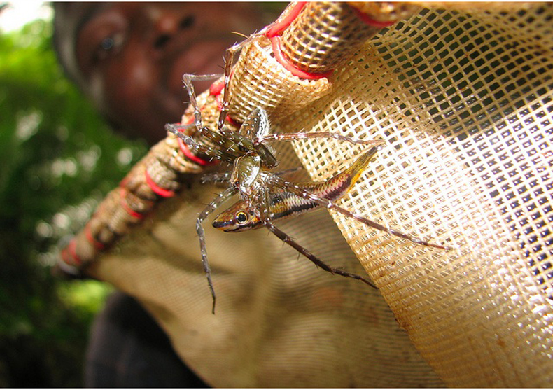 Les araignées mangent les poissons les araignees mangent les poissons 6 les-araignees-mangent-les-poissons-6