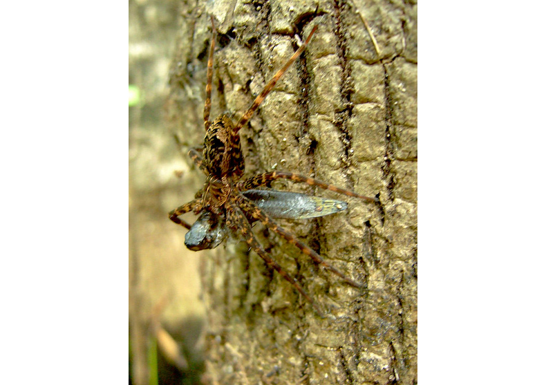 Les araignées mangent les poissons les araignees mangent les poissons 8 les-araignees-mangent-les-poissons-8
