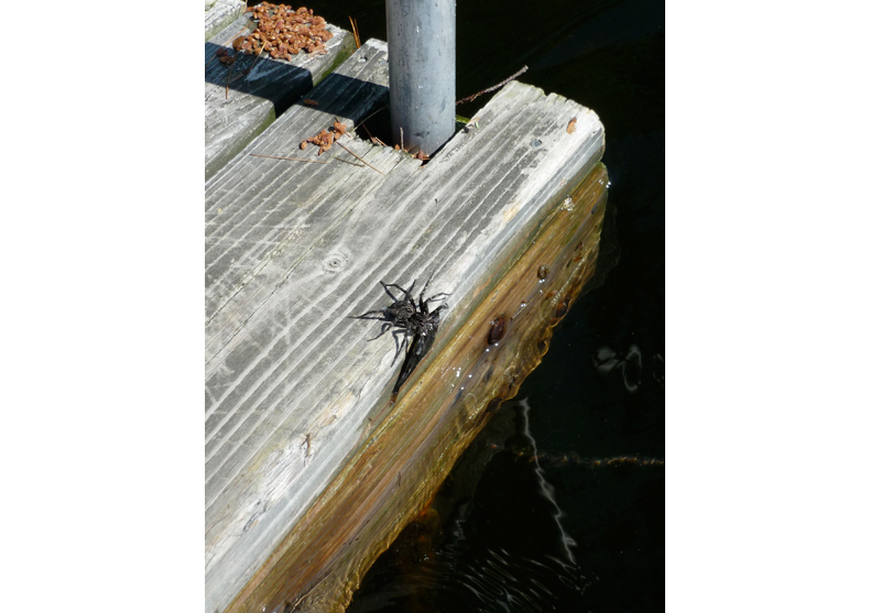 Les araignées mangent les poissons les araignees mangent les poissons 9 les-araignees-mangent-les-poissons-9