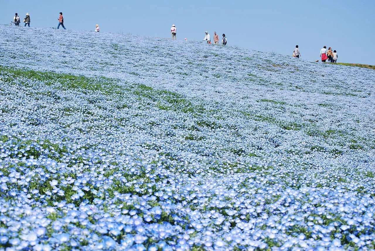Les incroyables champs de fleurs bleues du parc Hitachi nemophiles incroyables champs de fleurs bleues seaside hitachi park 3 nemophiles-incroyables-champs-de-fleurs-bleues-seaside-hitachi-park-3