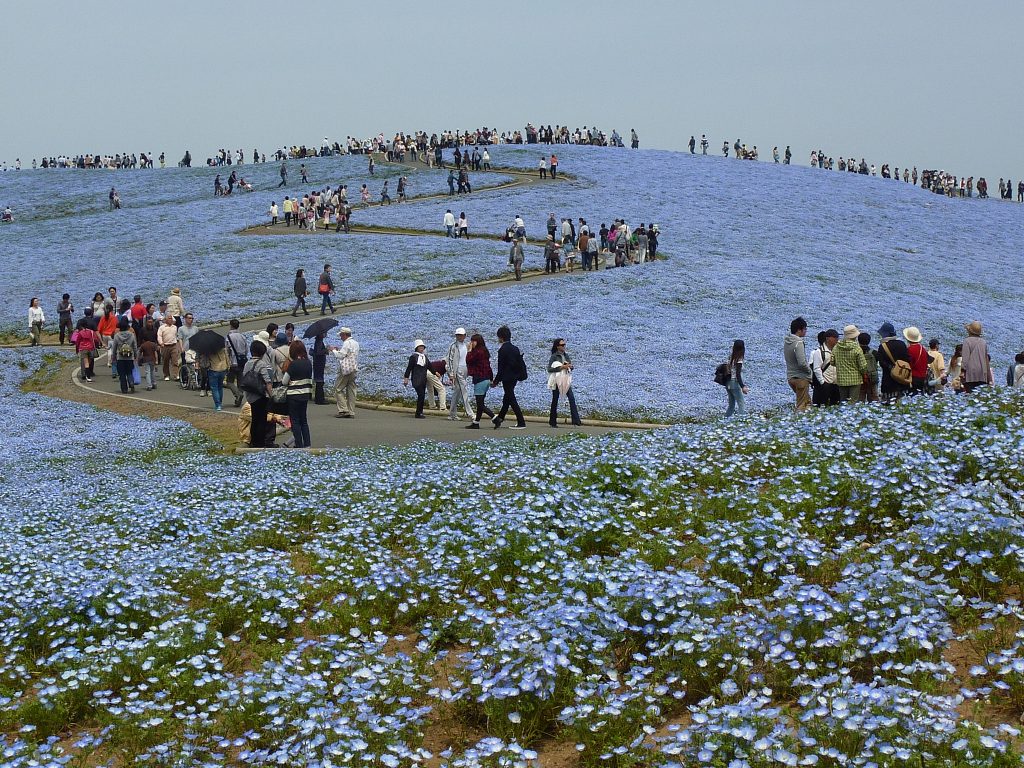 Les incroyables champs de fleurs bleues du parc Hitachi nemophiles incroyables champs de fleurs bleues seaside hitachi park 7 nemophiles-incroyables-champs-de-fleurs-bleues-seaside-hitachi-park-7