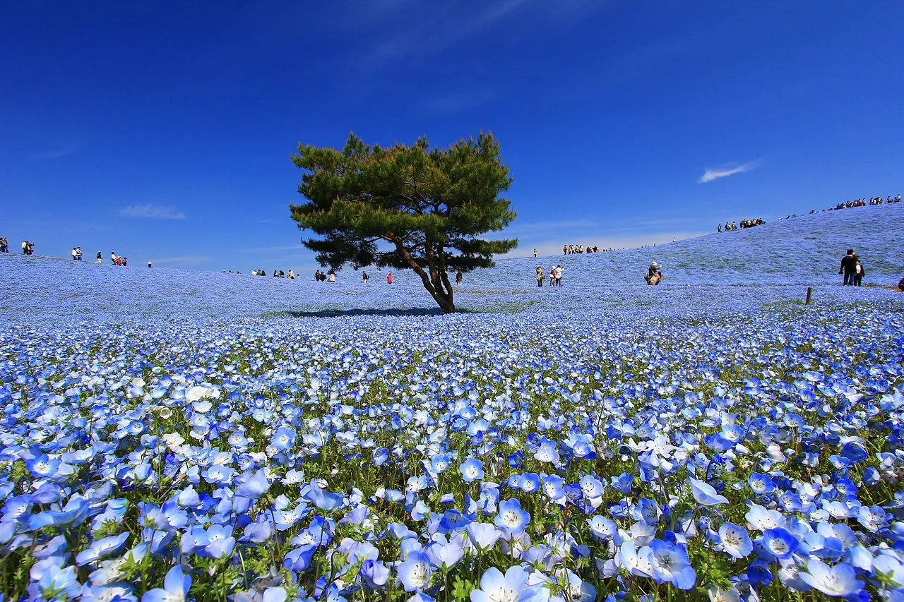 Les incroyables champs de fleurs bleues du parc Hitachi nemophiles incroyables champs de fleurs bleues seaside hitachi park 8 nemophiles-incroyables-champs-de-fleurs-bleues-seaside-hitachi-park-8
