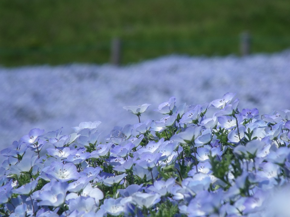 Les incroyables champs de fleurs bleues du parc Hitachi nemophiles incroyables champs de fleurs bleues seaside hitachi park 9 nemophiles-incroyables-champs-de-fleurs-bleues-seaside-hitachi-park-9