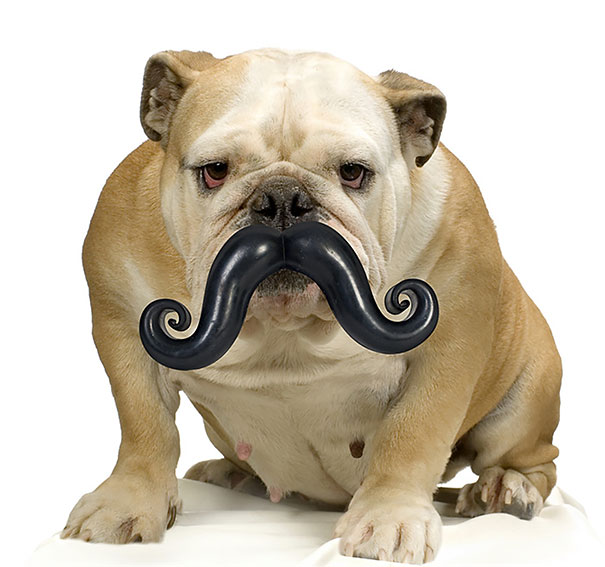 20 idées de cadeaux originaux pour chien 20 idees de cadeaux originaux pour chien jouet moustache Humunga 1 20-idees-de-cadeaux-originaux-pour-chien-jouet-moustache-Humunga-1