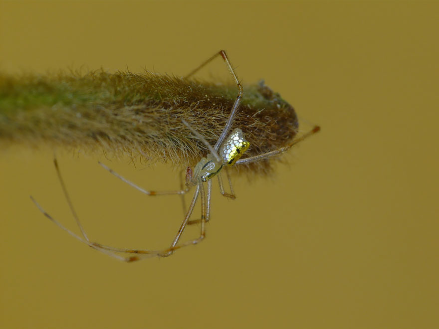 Thwaitesia ou l'araignée miroir Thwaitesia araignee miroir 6 Thwaitesia-araignee-miroir-6