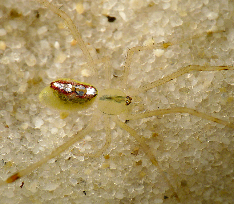 Thwaitesia ou l'araignée miroir Thwaitesia araignee miroir 7 Thwaitesia-araignee-miroir-7