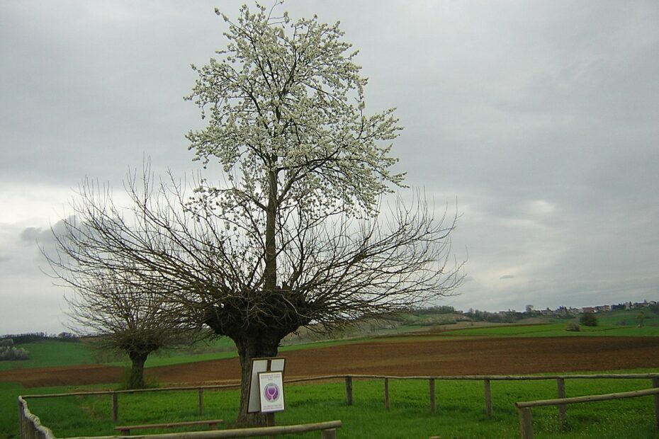 Le Bialbero de Casorzo, l’arbre italien qui pousse sur un autre arbre bialbero de casorzo arbre double arbre qui pousse sur un arbre 2 1 bialbero de casorzo arbre double arbre qui pousse sur un arbre 2