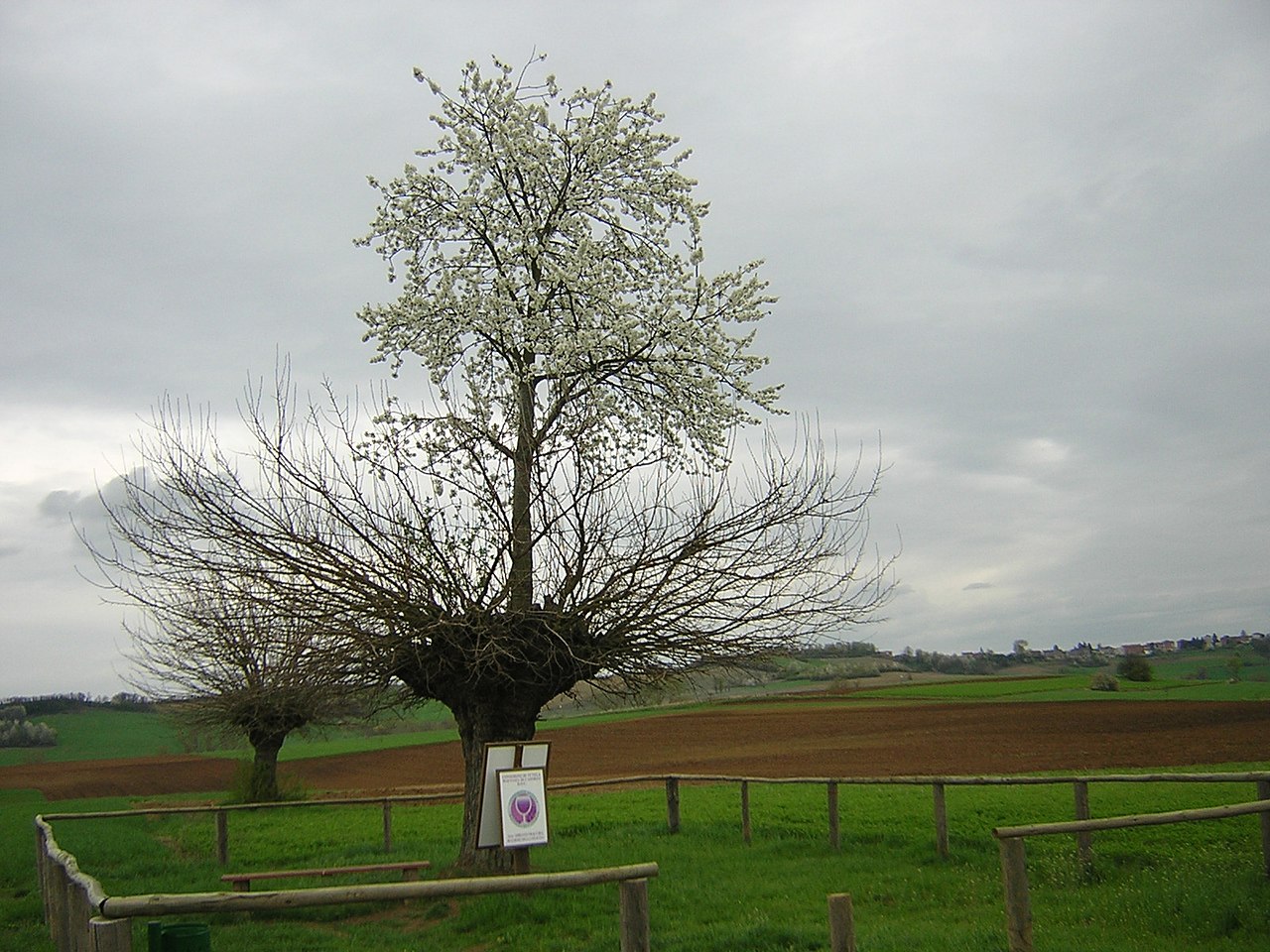 bialbero de casorzo arbre double arbre qui pousse sur un arbre 2 Bialbero de Casorzo, arbre qui pousse sur un autre arbre en Italie