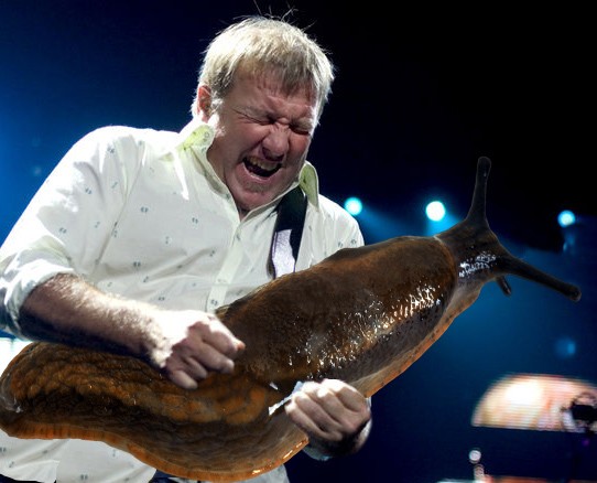 Des guitaristes avec des limaces géantes des guitaristes avec des limaces geantes a la place de la guitare 10 des-guitaristes-avec-des-limaces-geantes-a-la-place-de-la-guitare-10