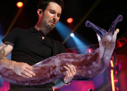 Des guitaristes avec des limaces géantes des guitaristes avec des limaces geantes a la place de la guitare 12 des-guitaristes-avec-des-limaces-geantes-a-la-place-de-la-guitare-12