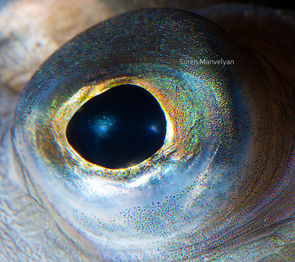 12 macrophotographies d'yeux par Suren Manvelyan 19 macrophotographies d yeux cambala 19-macrophotographies-d-yeux-cambala
