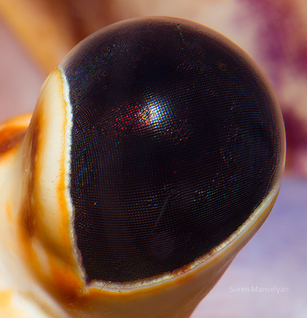 12 macrophotographies d'yeux par Suren Manvelyan 19 macrophotographies d yeux homard 19-macrophotographies-d-yeux-homard