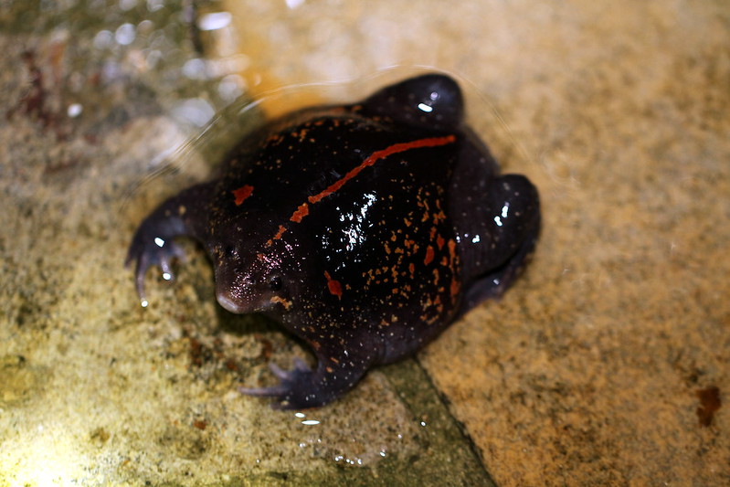 Uo le crapaud fouisseur du Mexique Rhinophrynus dorsalis uo crapaud fouisseur du mexique 3 Rhinophrynus-dorsalis-uo-crapaud-fouisseur-du-mexique-3