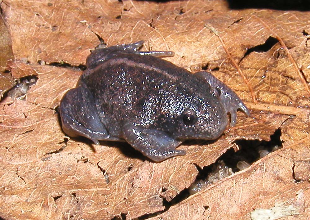 Uo le crapaud fouisseur du Mexique Rhinophrynus dorsalis uo crapaud fouisseur du mexique 6 Rhinophrynus-dorsalis-uo-crapaud-fouisseur-du-mexique