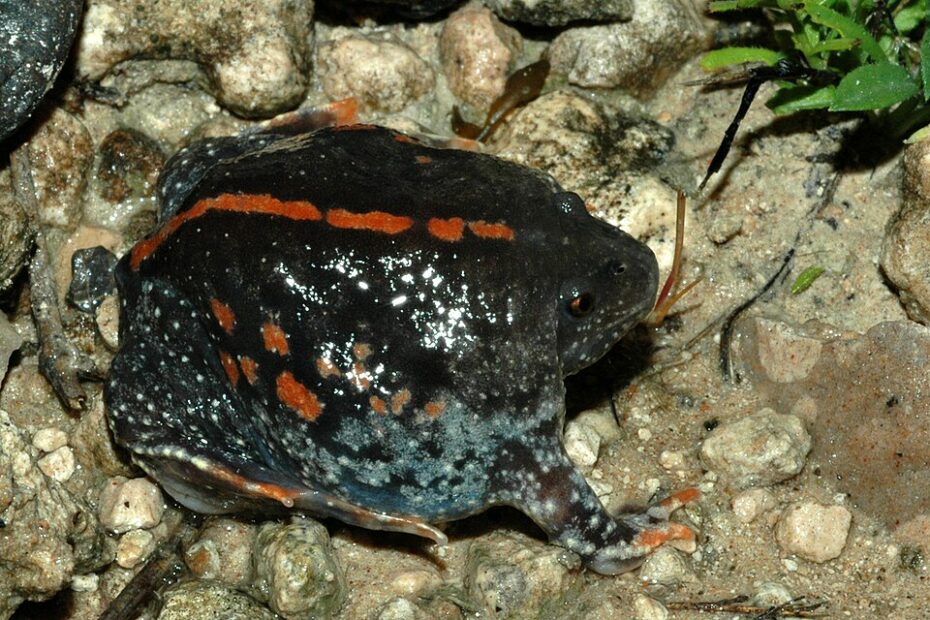 Uo le crapaud fouisseur du Mexique crapaud fouisseur mexique rhinophrynus dorsalis Crapaud fouisseur du Mexique Rhinophrynus dorsalis au Tamaulipas