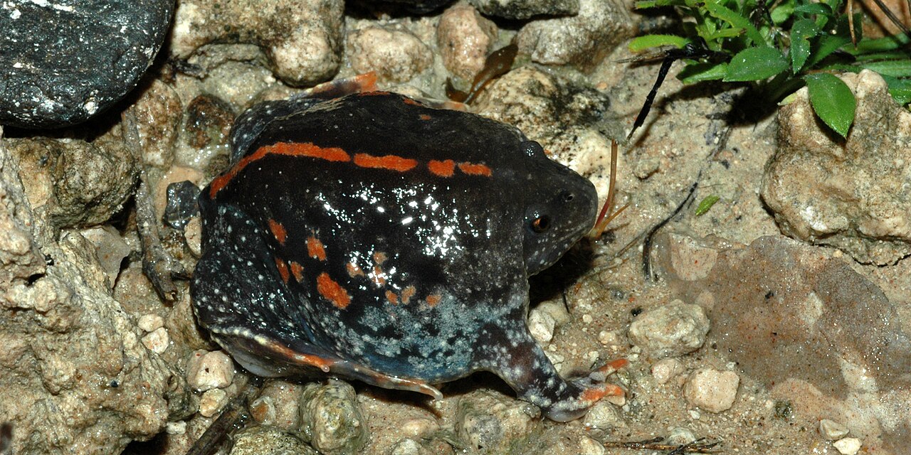 crapaud fouisseur mexique rhinophrynus dorsalis Crapaud fouisseur du Mexique Rhinophrynus dorsalis au Tamaulipas