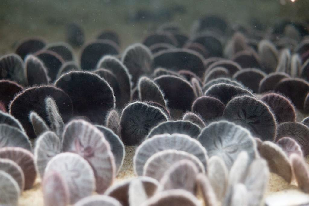 Le dollar des sables - animal qui peut se cloner le dollar des sables animal qui se clone defensivement 2 le-dollar-des-sables-animal-qui-se-clone-defensivement-2