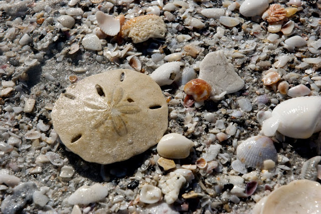 Le dollar des sables - animal qui peut se cloner le dollar des sables animal qui se clone defensivement 5 le-dollar-des-sables-animal-qui-se-clone-defensivement-5