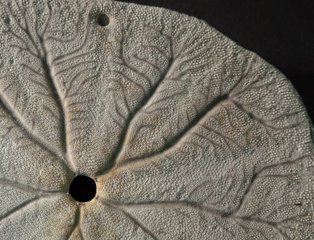 Le dollar des sables - animal qui peut se cloner le dollar des sables animal qui se clone defensivement 7 le-dollar-des-sables-animal-qui-se-clone-defensivement-7