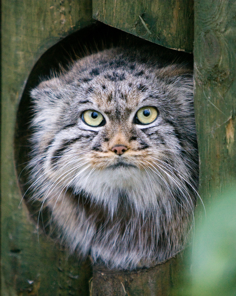 Le manul ou chat de Pallas manul chat de pallas sauvage asie 10 manul-chat-de-pallas-sauvage-asie-10