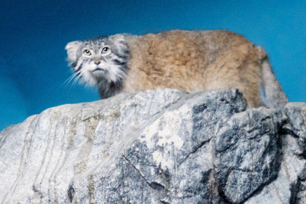 Le manul ou chat de Pallas manul chat de pallas sauvage asie 12 manul-chat-de-pallas-sauvage-asie-12