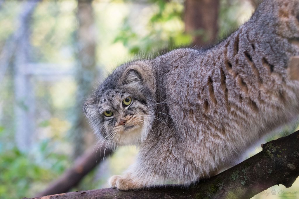 Le manul ou chat de Pallas manul chat de pallas sauvage asie 17 manul-chat-de-pallas-sauvage-asie-17