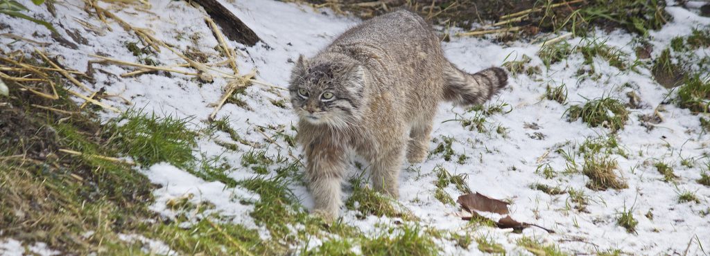 Le manul ou chat de Pallas manul chat de pallas sauvage asie 19 manul-chat-de-pallas-sauvage-asie-19