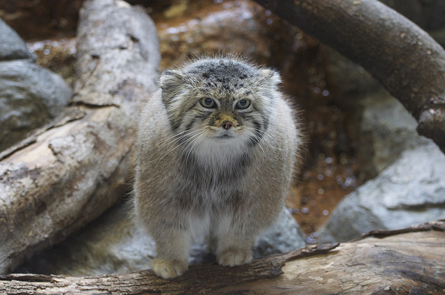 Le manul ou chat de Pallas manul chat de pallas sauvage asie 5 manul-chat-de-pallas-sauvage-asie-5