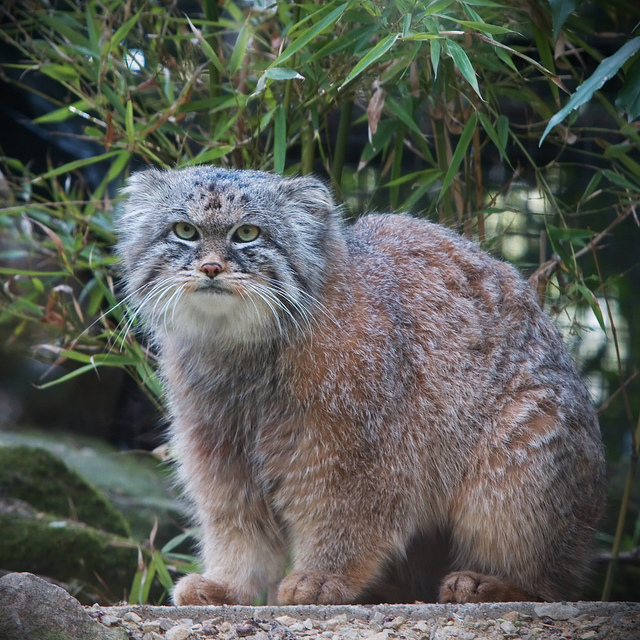 Le manul ou chat de Pallas manul chat de pallas sauvage asie 7 manul-chat-de-pallas-sauvage-asie-7