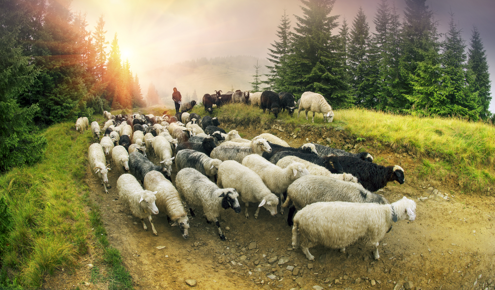 25 magnifiques photos de moutons 25 magnifiques photos de moutons en troupeau 12 25-magnifiques-photos-de-moutons-en-troupeau-12