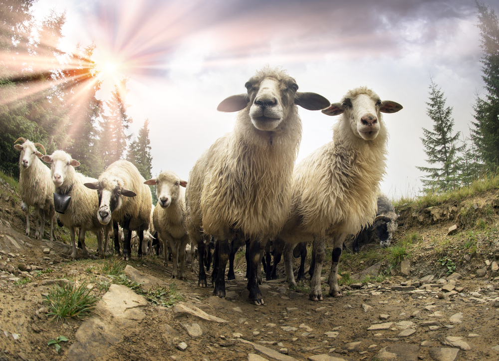 25 magnifiques photos de moutons 25 magnifiques photos de moutons en troupeau 19 25-magnifiques-photos-de-moutons-en-troupeau-19