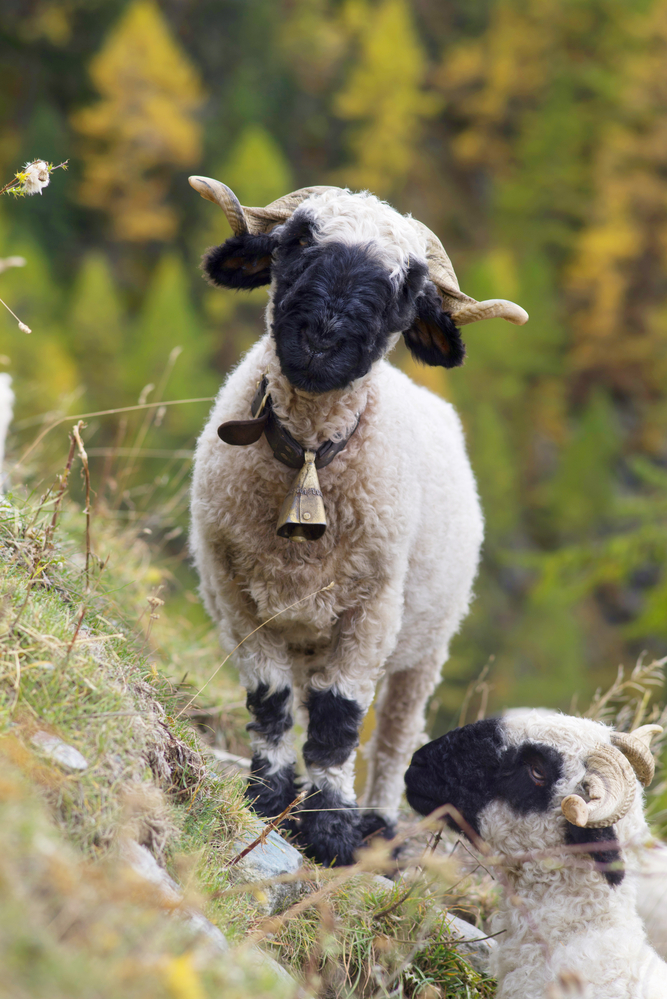 25 magnifiques photos de moutons 25 magnifiques photos de moutons en troupeau 24 25-magnifiques-photos-de-moutons-en-troupeau-24