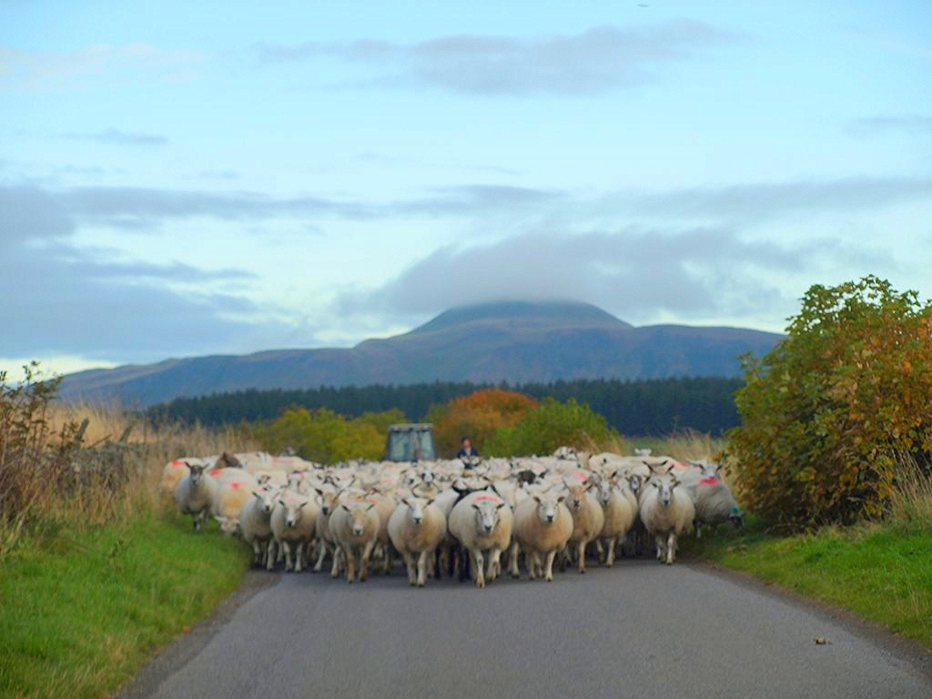 25 magnifiques photos de moutons 25 magnifiques photos de moutons en troupeau 6 25-magnifiques-photos-de-moutons-en-troupeau-6
