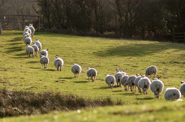 25 magnifiques photos de moutons 25 magnifiques photos de moutons en troupeau 9 25-magnifiques-photos-de-moutons-en-troupeau-9