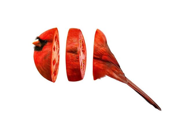 Animal Food: des hybrides animaux végétaux animal food hybrides animaux vegetaux mash up cardinato cardinal tomate animal-food-hybrides-animaux-vegetaux-mash-up-cardinato-cardinal-tomate