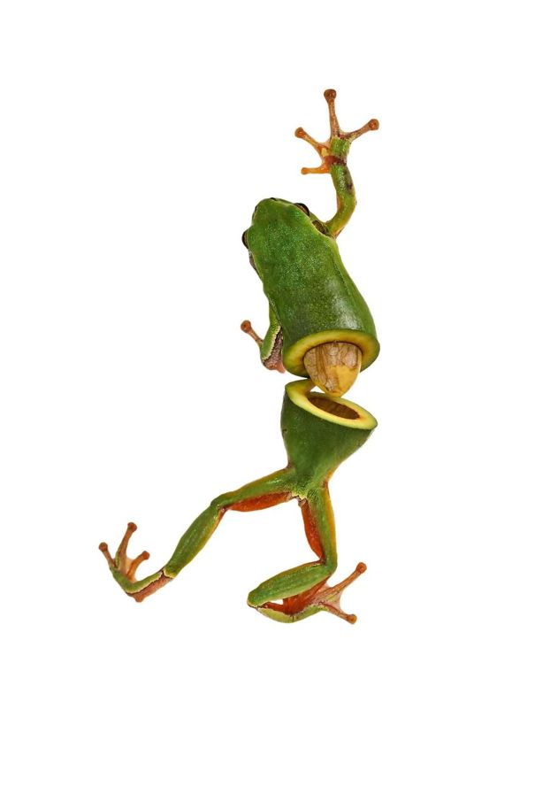 Animal Food: des hybrides animaux végétaux animal food hybrides animaux vegetaux mash up frovacado gernouille avocat animal-food-hybrides-animaux-vegetaux-mash-up-frovacado-gernouille-avocat