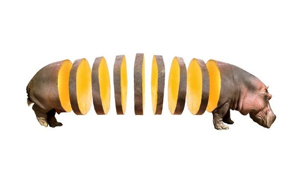 Animal Food: des hybrides animaux végétaux animal food hybrides animaux vegetaux mash up hippotato hippopotame patate animal-food-hybrides-animaux-vegetaux-mash-up-hippotato-hippopotame-patate