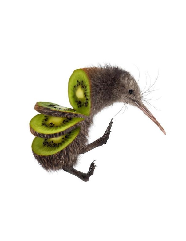 Animal Food: des hybrides animaux végétaux animal food hybrides animaux vegetaux mash up kiwi animal-food-hybrides-animaux-vegetaux-mash-up-kiwi