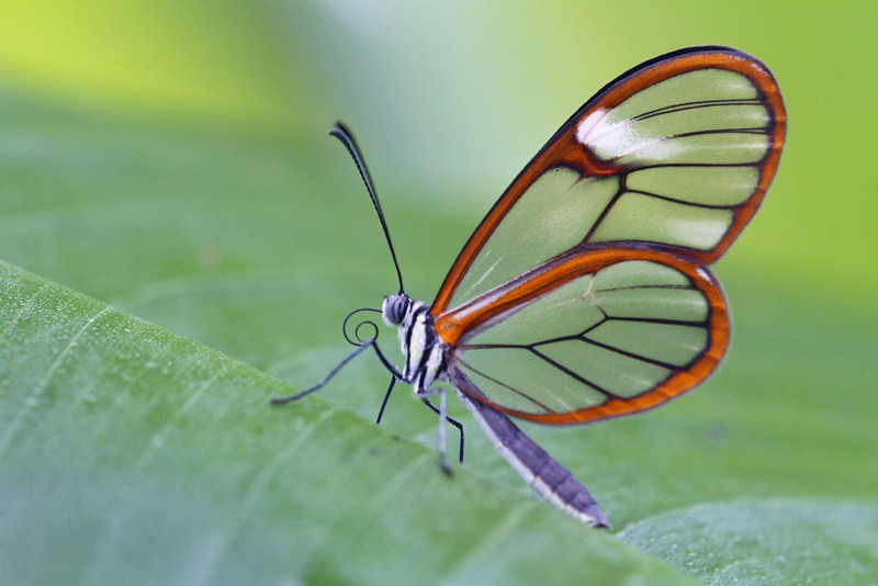 Greta Oto, le papillon aux ailes transparentes greta oto le papillon aux ailes transparentes 10 greta-oto-le-papillon-aux-ailes-transparentes-10