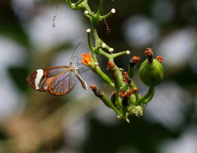 Greta Oto, le papillon aux ailes transparentes greta oto le papillon aux ailes transparentes 8 greta-oto-le-papillon-aux-ailes-transparentes-8