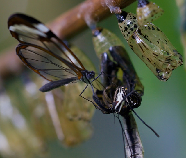 Greta Oto, le papillon aux ailes transparentes greta oto le papillon aux ailes transparentes 9 greta-oto-le-papillon-aux-ailes-transparentes-9