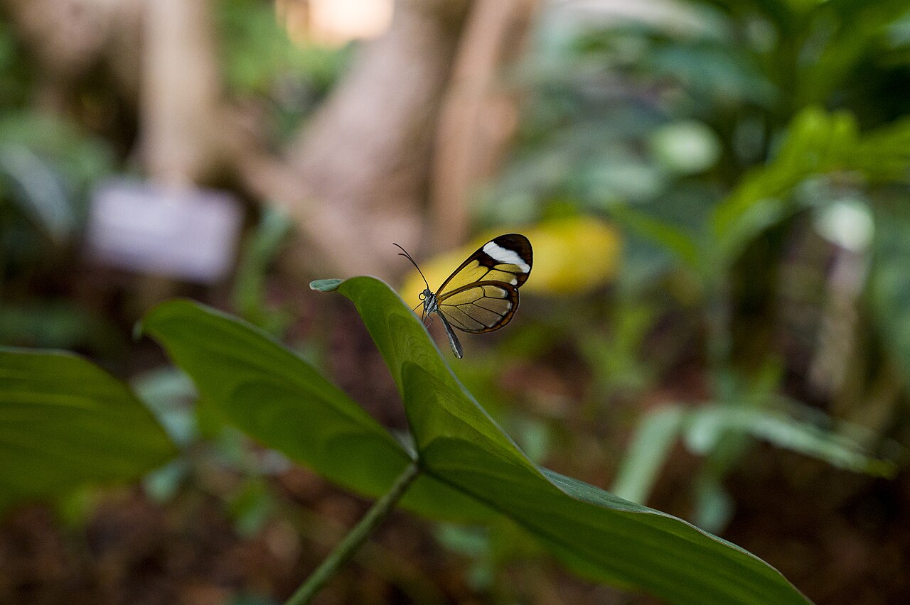 greta oto papillon de verre Greta oto ou papillon de verre photographié ailes déployées