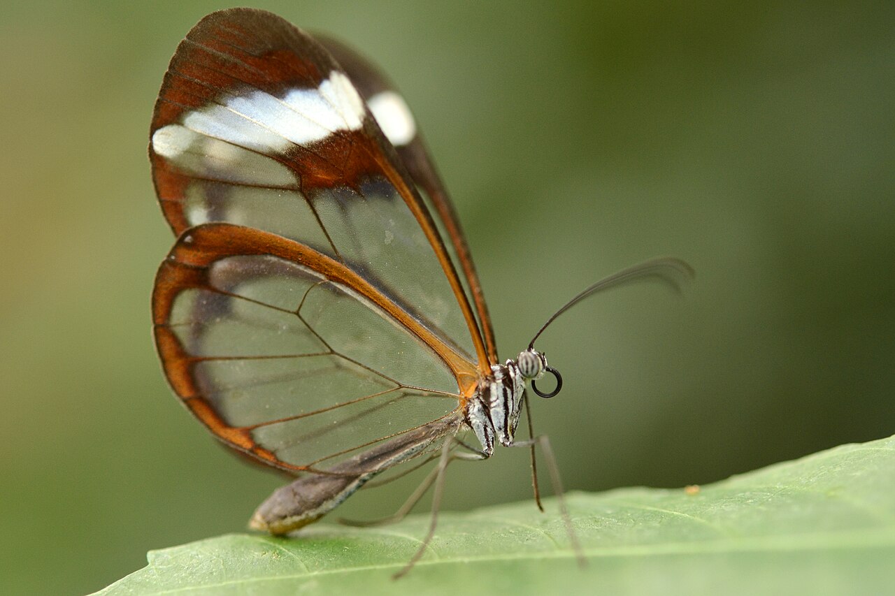 gros plan greta oto ailes transparentes Gros plan sur Greta oto et ses ailes transparentes