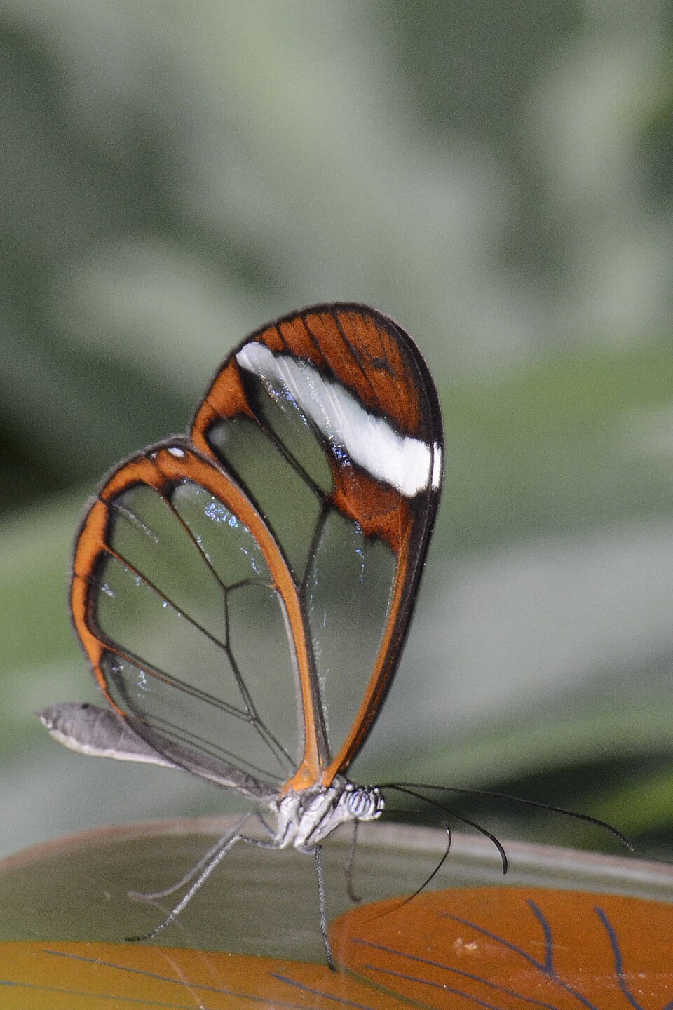 papillon transparent greta oto Papillon transparent Greta oto vu de profil