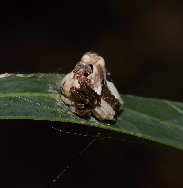 20 insectes déguisés en autre chose 21 insectes deguises en autre chose araignee crotte oiseau 21-insectes-deguises-en-autre-chose-araignee-crotte-oiseau