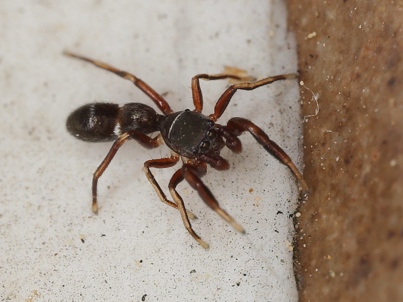 20 insectes déguisés en autre chose 21 insectes deguises en autre chose araignee foumi 2 21-insectes-deguises-en-autre-chose-araignee-foumi-2