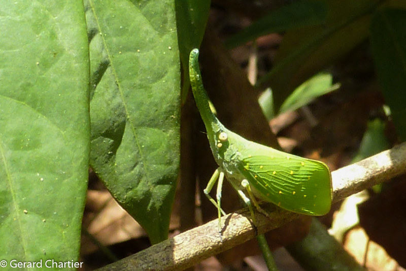 20 insectes déguisés en autre chose 21 insectes deguises en autre chose feuille fulgore 21-insectes-deguises-en-autre-chose-feuille-fulgore