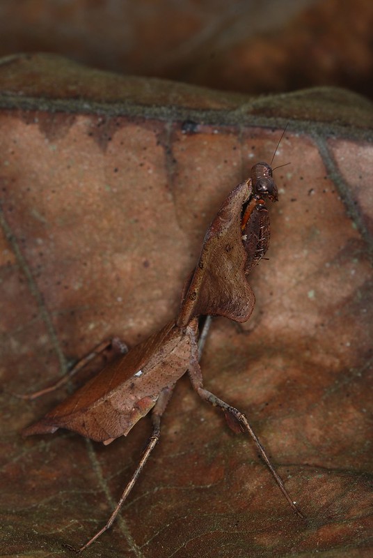 20 insectes déguisés en autre chose 21 insectes deguises en autre chose mante feuille morte DSC_0271