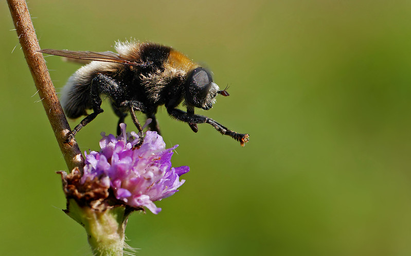 20 insectes déguisés en autre chose 21 insectes deguises en autre chose mouche abeille 2 21-insectes-deguises-en-autre-chose-mouche-abeille-2
