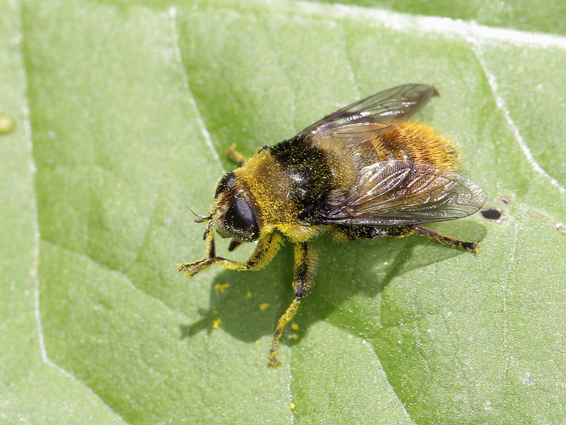 20 insectes déguisés en autre chose 21 insectes deguises en autre chose mouche abeille 21-insectes-deguises-en-autre-chose-mouche-abeille
